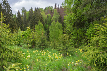 Yellow common cowslip flowers blooming in a small green forest meadow among fir and birch trees on cloudy spring day