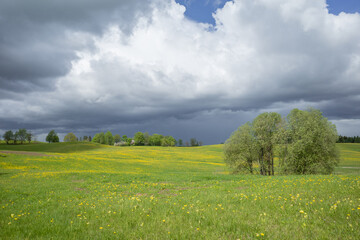 Scenic stormy clouds over green field and hills with bright blooming yellow cowslip and dandelion flowers 
