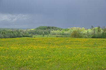 Scenic stormy clouds over green field and hills with bright blooming yellow cowslip and dandelion flowers 