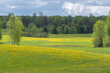 Spring landscape with green and yellow blooming fields and hills among forest on cloudy day
