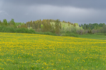 Spring landscape with green and yellow blooming fields and hills among forest on cloudy day
