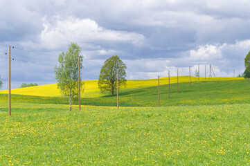 Spring landscape with old wooden electricity poles on green and yellow blooming fields and hills 