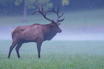 Bull Elk in the morning mist