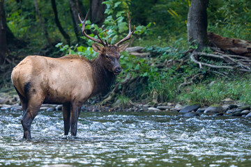 Elk Bull Crossing a River