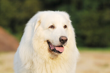 head from dog great pyrenees in the nature - 659419020