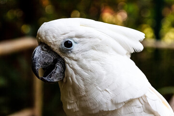 cacatua