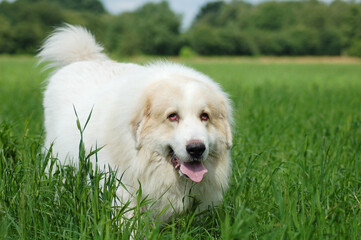 great pyrenees running on meadow