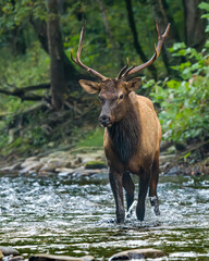 Naklejka na ściany i meble Elk Bull Crossing a River