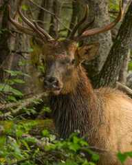 Close-up of Elk Bull