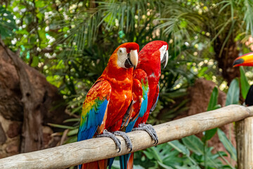 parrot
