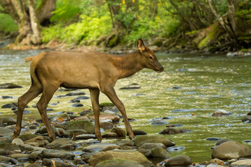 Elk Calf Crossing a River