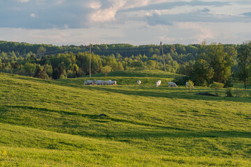 Fototapeta na wymiar Charolais cattle in the green pasture in the spring evening