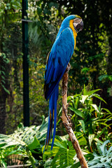 parrot