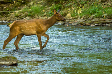 Elk Calf Crossing a River