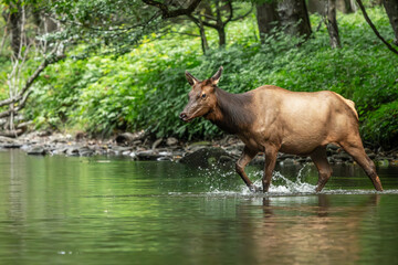 Naklejka na ściany i meble Elk Cow Crossing a River