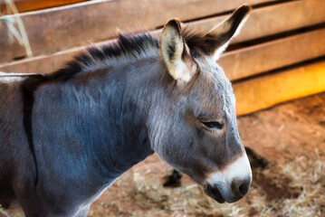 A donkey in a stall in a barn.