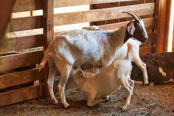 A baby goat and mother in a stall in a barn.