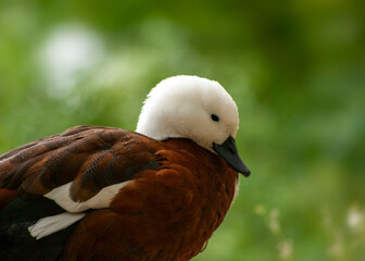 Paradise Shelduck (Tadorna variegata)
