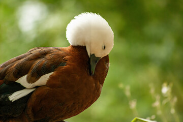 Paradise Shelduck (Tadorna variegata)