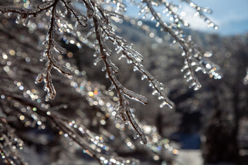 輝く雨氷に包まれた木の枝と色とりどりの煌めき4