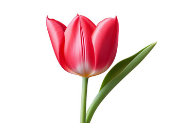 Fresh Tulip Blossom Isolated on Transparent Background