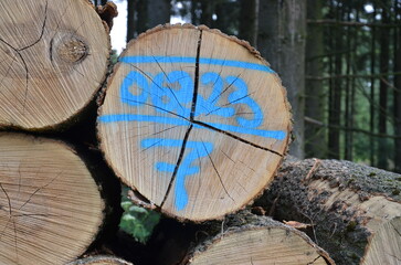 Baumholz im Wald mit Markierung