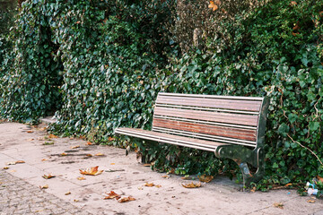 Empty or blank wooden bench in the park under green leaves.