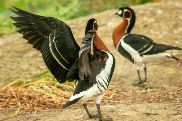 Red-throated Goose (Branta ruficollis)