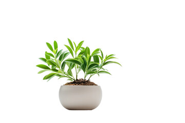 Desk Plant isolated on transparent background, Generative Ai