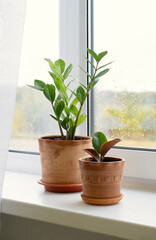 Indoor plants Zamioculcus and Ficus elastica. Autumn background with raindrops on the window. Copy...