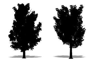 Set or collection of Elm Stocky trees as a black silhouette on white background. Concept or conceptual vector for nature, planet, ecology and conservation, strength, endurance and  beauty