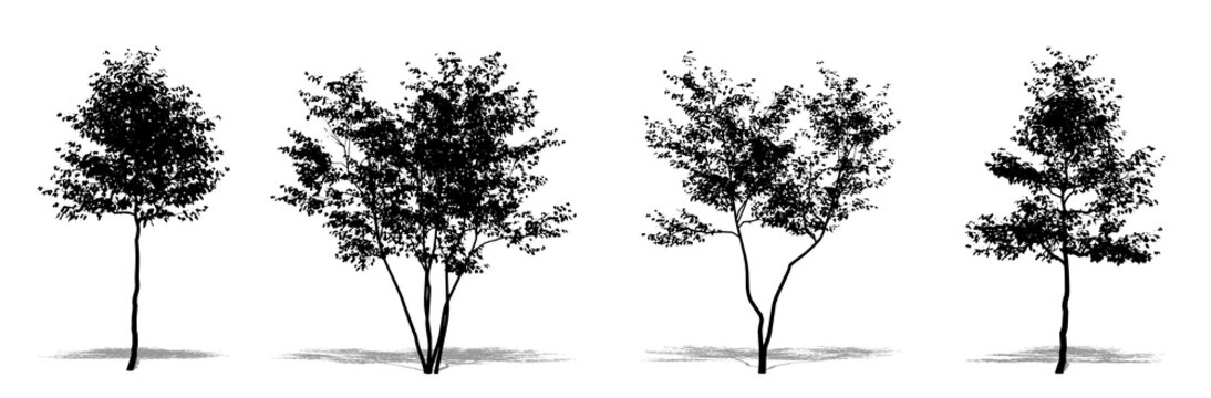 Set or collection of European Beech trees as a black silhouette on white background. Concept or conceptual vector for nature, planet, ecology and conservation, strength, endurance and  beauty