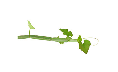 Cissus quadrangularis L. , pirandai or veldt grape on transparent png