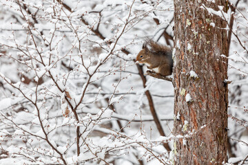 雪の日に木に登るリス3