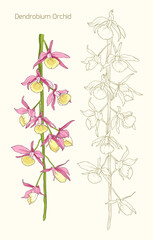 Dendrobium orchid flower isolated on beige. Line art pink flower. - 659432490