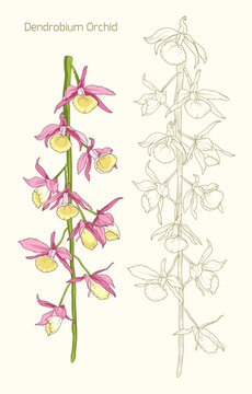Dendrobium orchid flower isolated on beige. Line art pink flower.