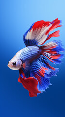 Thai betta fish, Siamese fish fighters, ios background style, siamese fish fighting isolated on black background, betta splendens isolated beautiful tail,