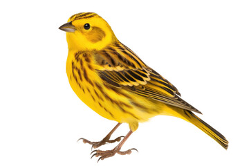 Yellowhammer isolated on transparent background, Generative Ai
