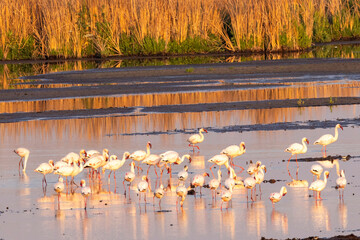 Greater Flamingo (Grootflamink) at Marievale Bird Sanctuary
