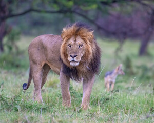 Adult Male Lion, Masai Mara, Kenya