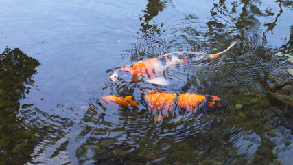 ハワイ　リゾートホテル　池の鯉