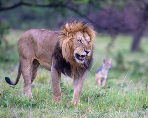 Adult Male Lion, Masai Mara, Kenya