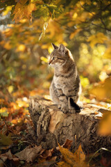 Naklejka na ściany i meble Photo of a striped kitten in the autumn forest.