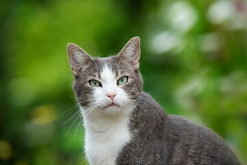 Young tabby cat in nature background