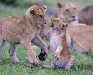 Lion cubs playing, Masai Mara, Kenya