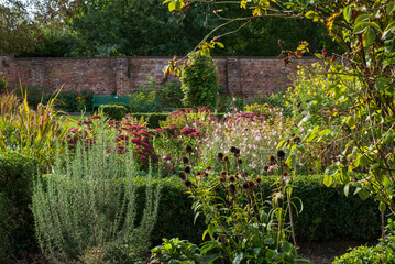 Drought resistant pink sedum flowers reflecting the sun in autumn, at Eastcote House historic...