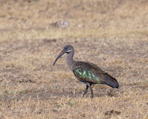 Hadada Ibis, Masai Mara, Kenya