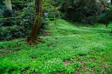 ニリンソウの花