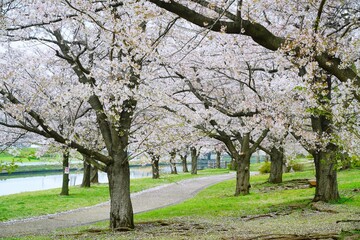 桜並木