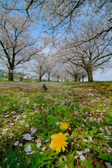 タンポポと桜